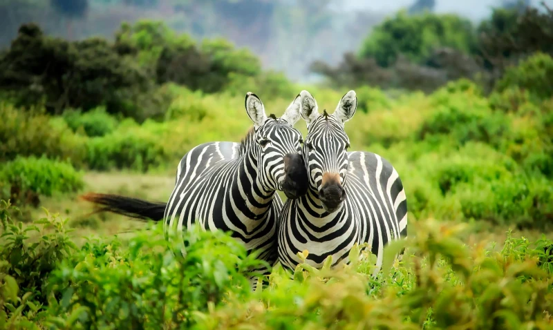 Memorias de África Clásico