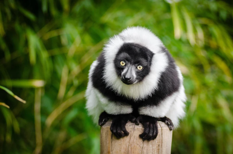 Madagascar: La Isla Continente