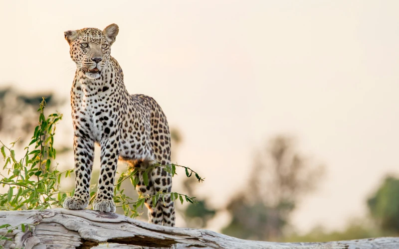 Okavango Clásico