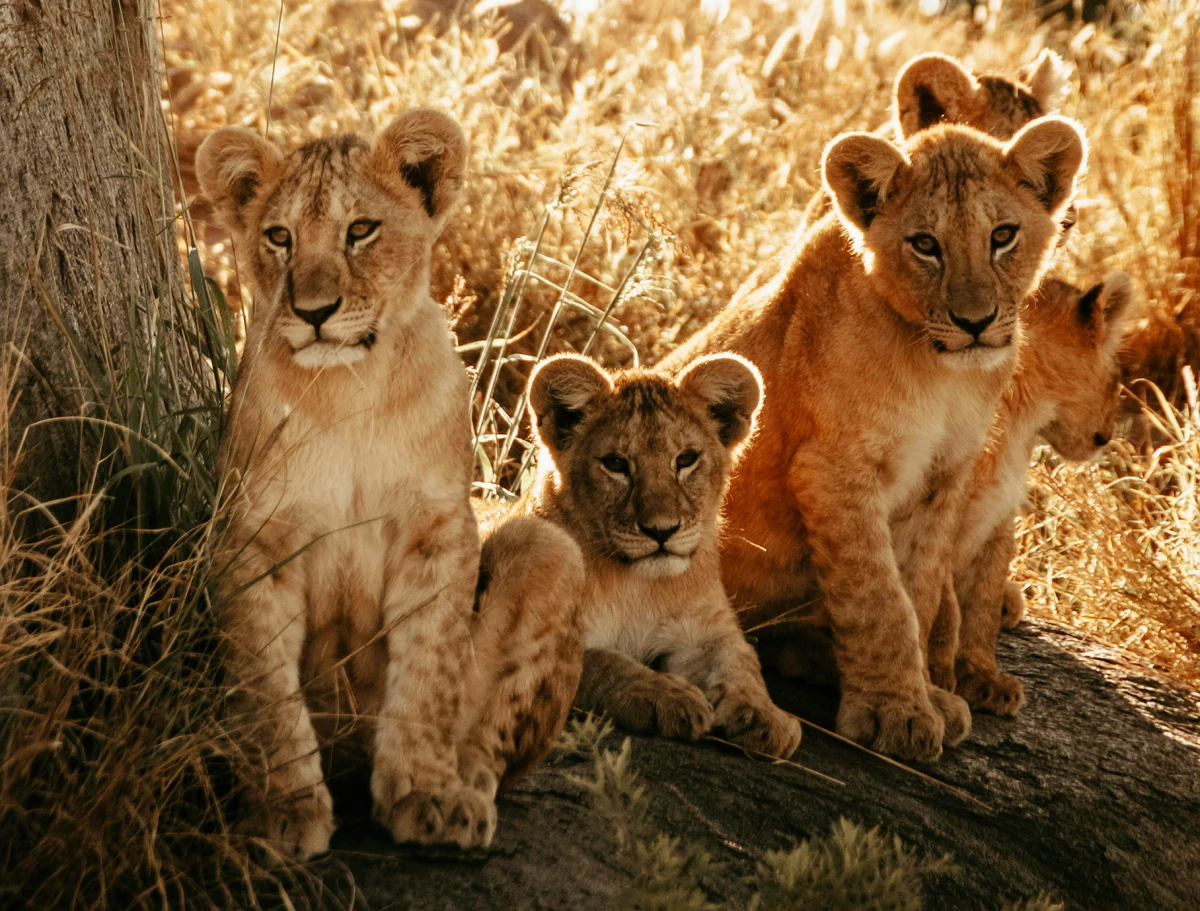 Tanzania Salvaje - en grupo