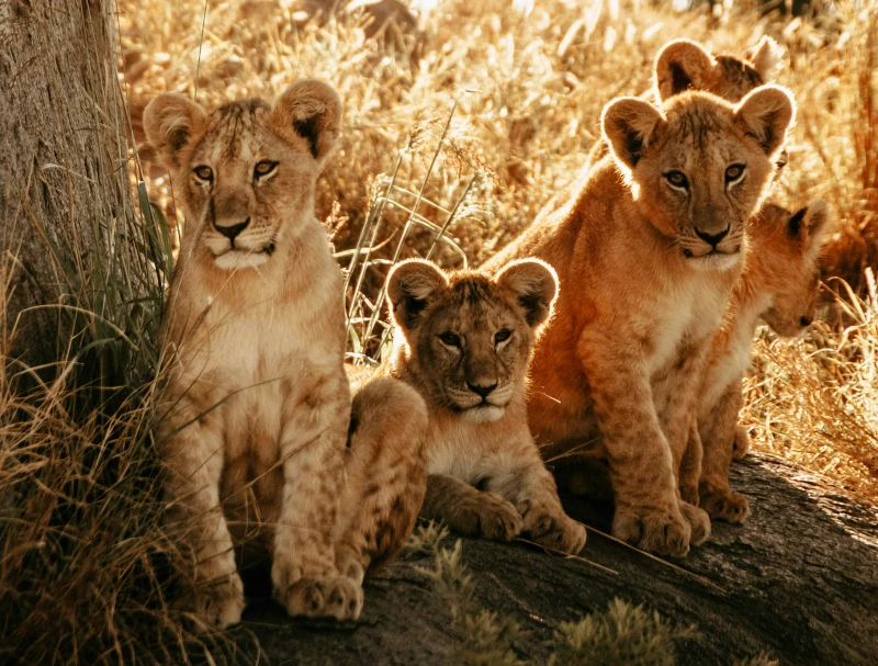 Tanzania Salvaje - en grupo