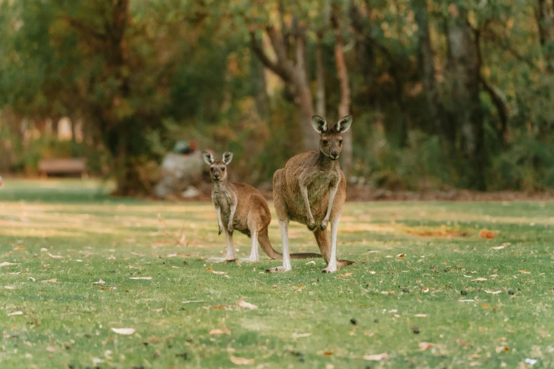 Australia Espectacular