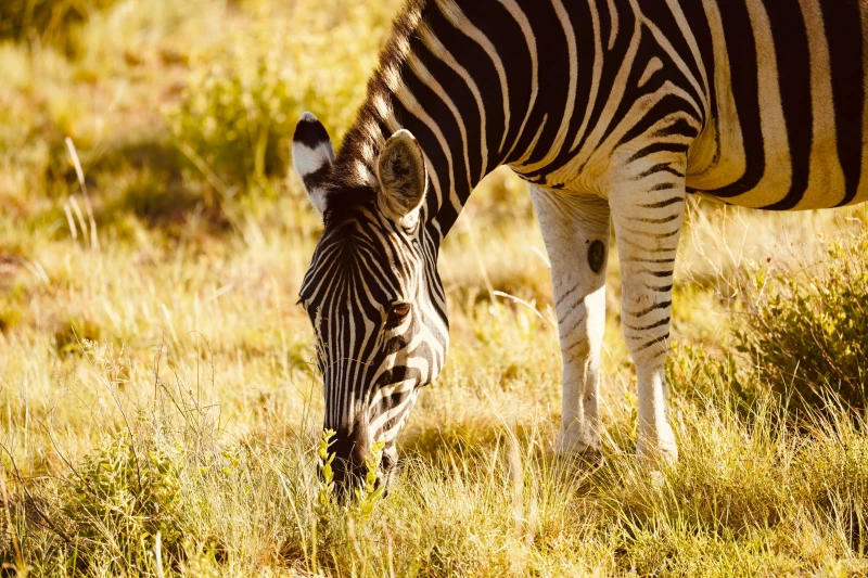 Colores de Tanzania - en privado