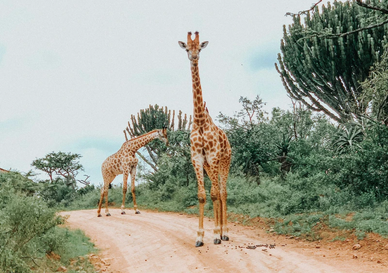 Sudáfrica en Familia