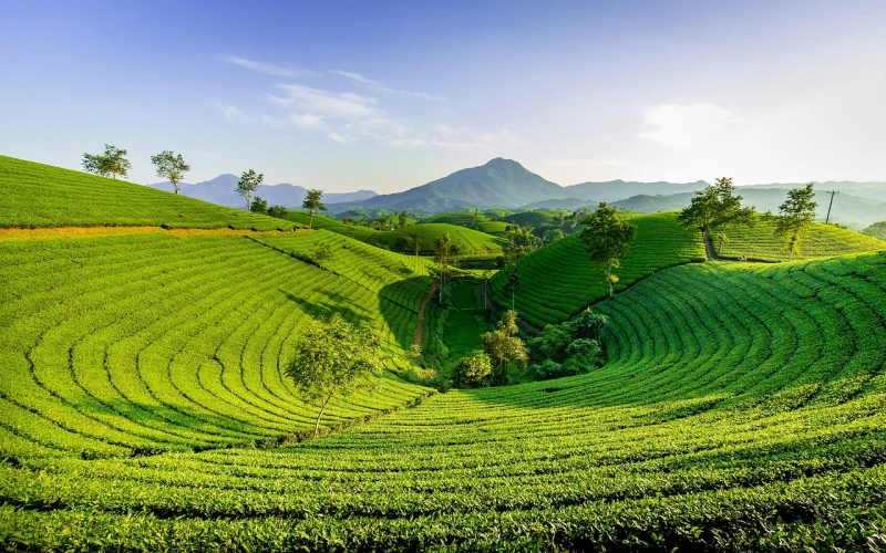 Esencias de Camboya y Vietnam