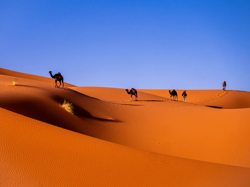 Marruecos: Entre Oasis y Minaretes