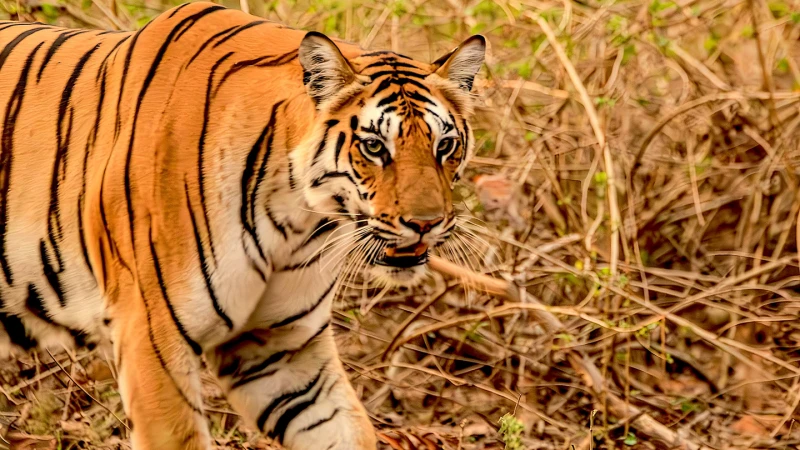 En busca del Tigre de Bengala