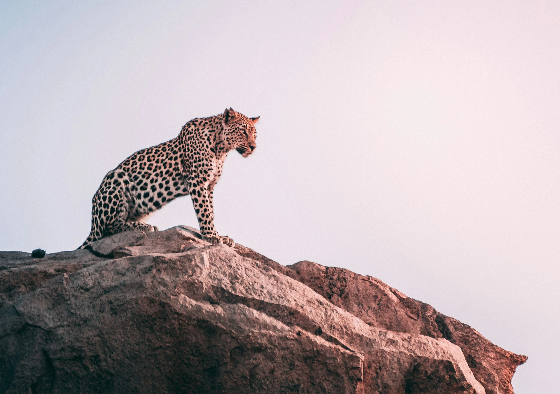 África